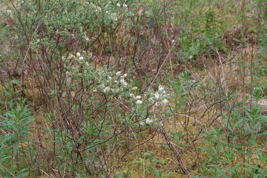 Image of creeping willow