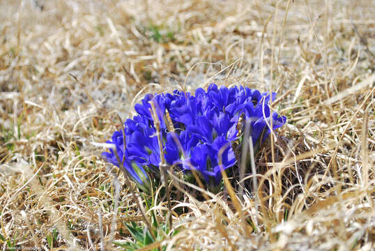 Image de Gentiana grandiflora Laxm.