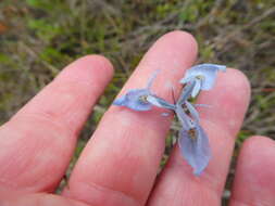 Image of Moraea punctata Baker