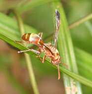 Image of Polistes badius Gerst. 1873