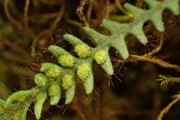 Image of Micropolypodium okuboi (Yatabe) Hayata