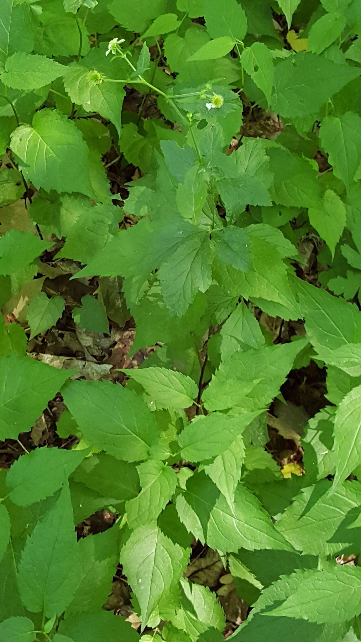 Image de Geum canadense Jacq.