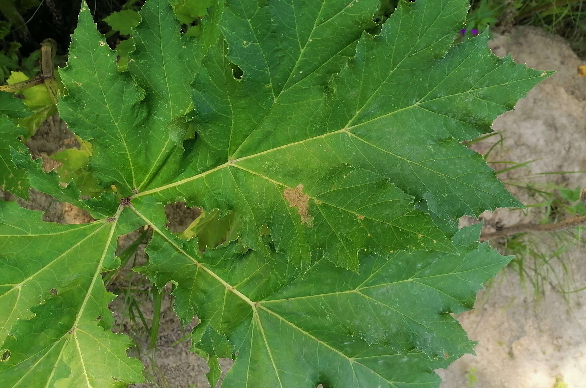 Epermenia chaerophyllellus Goeze resmi