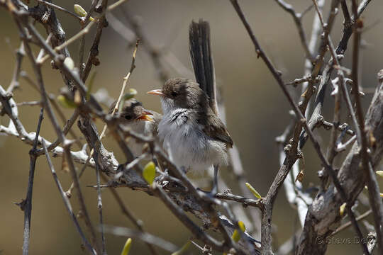 Image of White-winged Fairy-wren