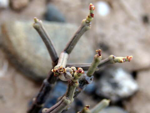 Image of Euphorbia juttae Dinter