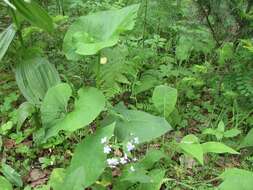 Plancia ëd Brunnera sibirica Stev.