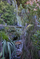 Image de Gladiolus buckerveldii (L. Bolus) Goldblatt