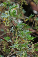 Image of Polylepis australis Bitter