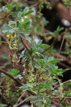 Image of Polylepis australis Bitter