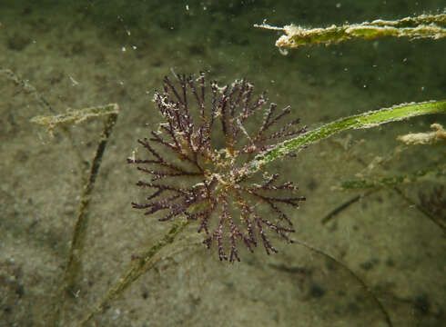 Image of Brown bryozoan