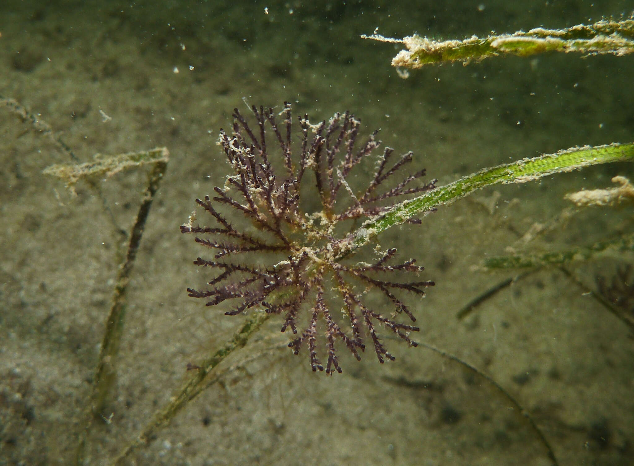 Image of Brown bryozoan
