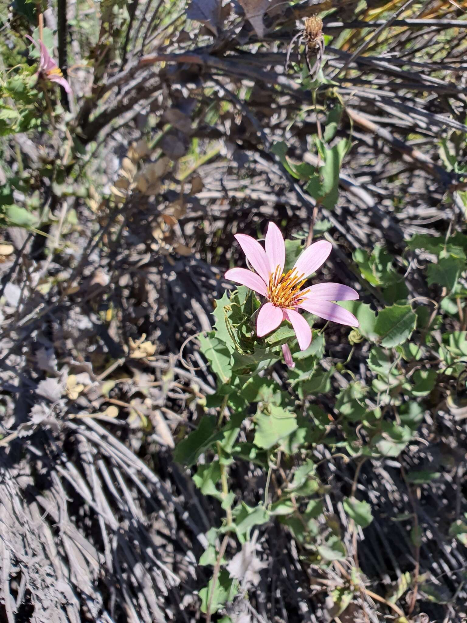 Image de Mutisia ilicifolia Cav.