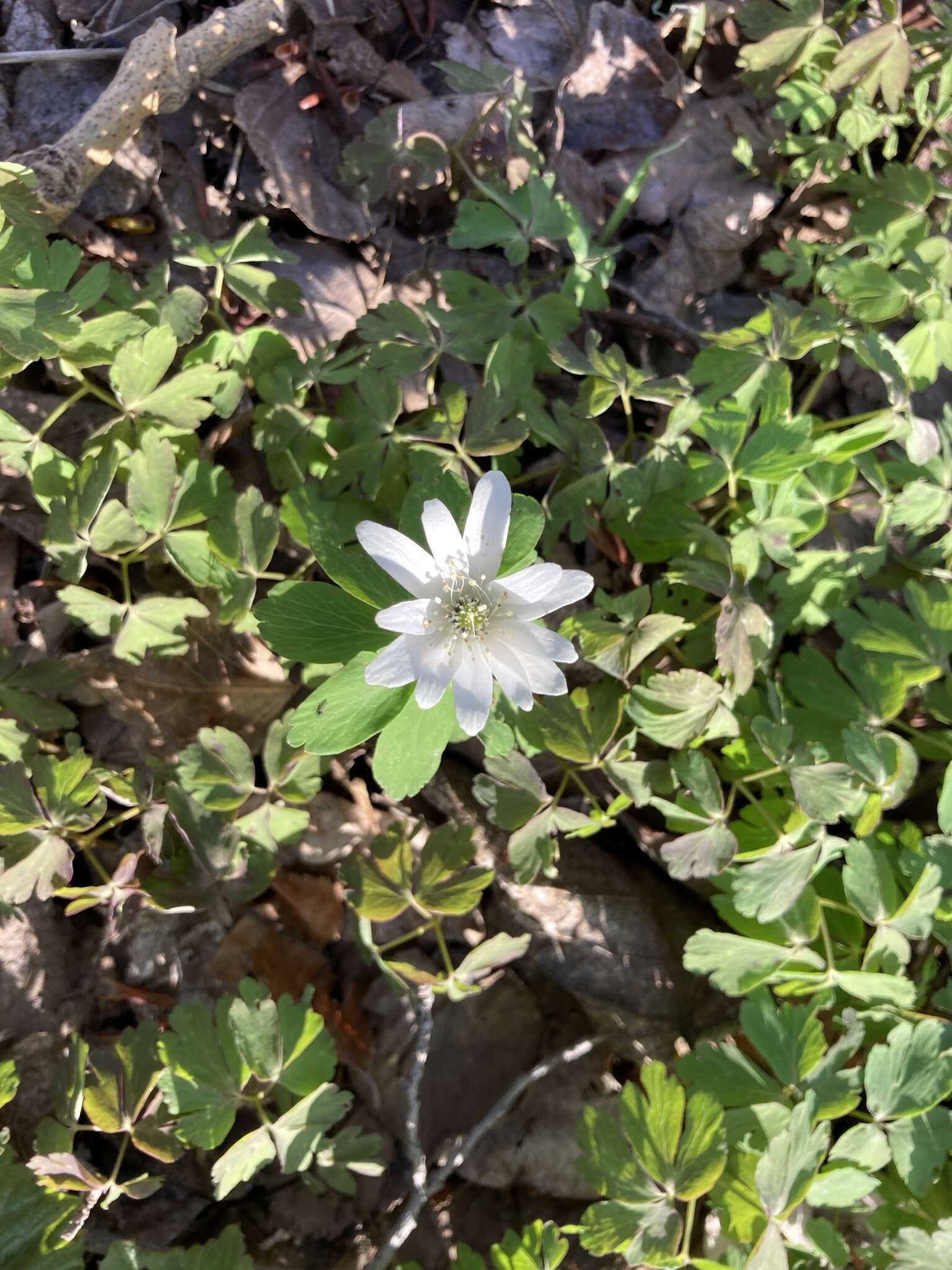 Image of Anemone raddeana Regel