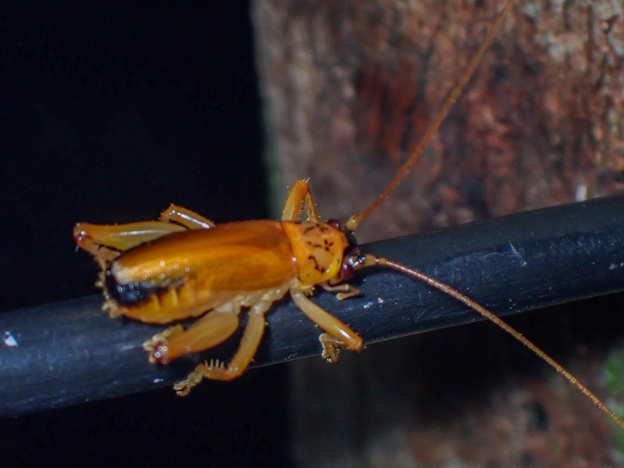 Image of Melanonotus tico Rentz & D. C. F. 1975