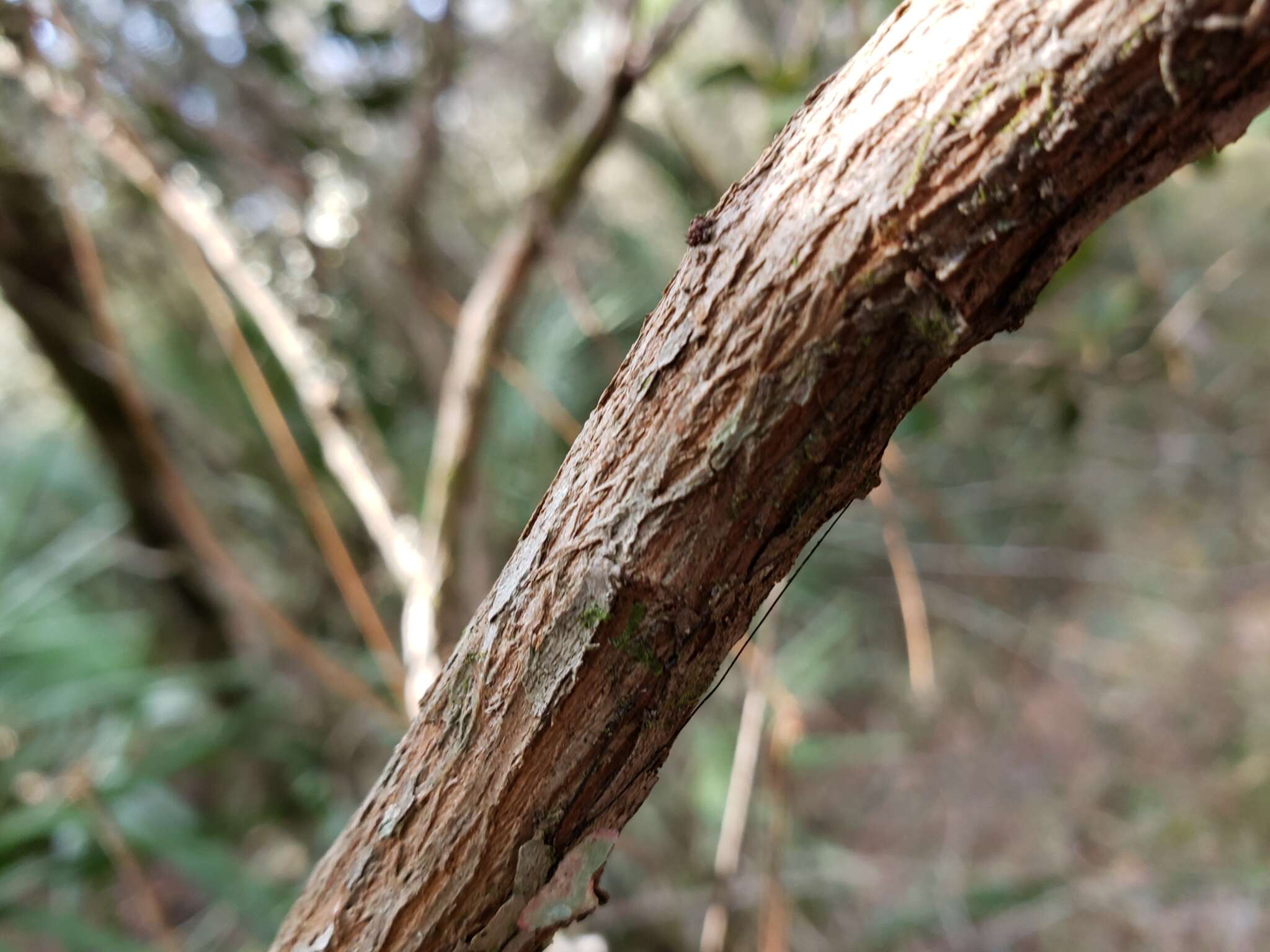 Image of rusty staggerbush