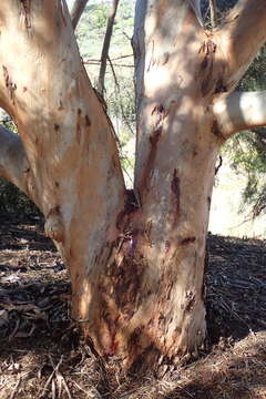 Image of eucalyptus