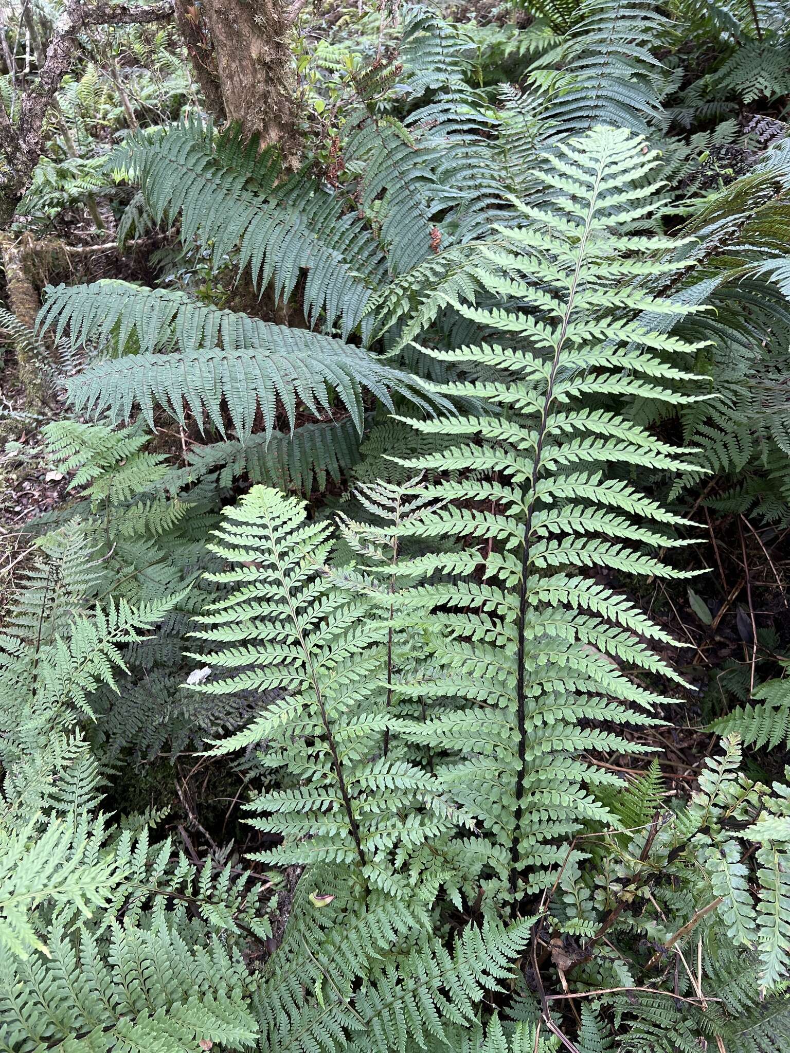 Image of Taper-Tip Spleenwort