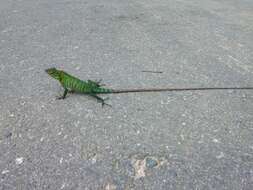 Image of Common green forest lizard