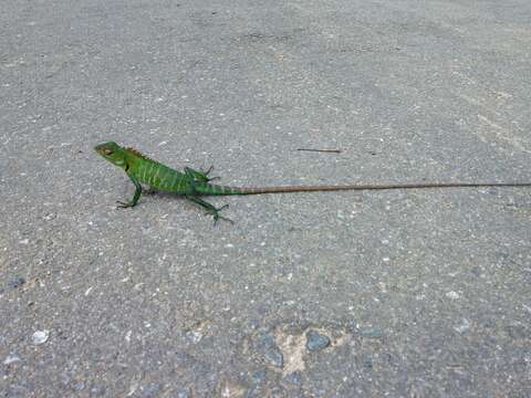 Image of Common green forest lizard