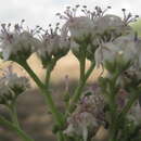 Image of Ehretia cymosa Thonn.