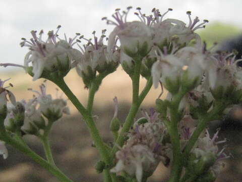 Image of Ehretia cymosa Thonn.