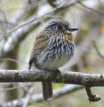 Image of Black-streaked Puffbird