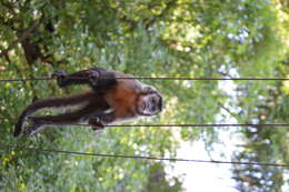 Image of Black Capuchin