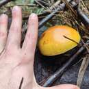 Image of Gymnopilus chilensis Singer 1969