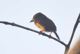 Image of Bornean Brown Barbet