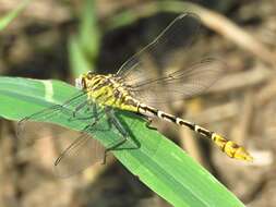 Image of Dromogomphus spoliatus (Hagen ex Selys 1858)