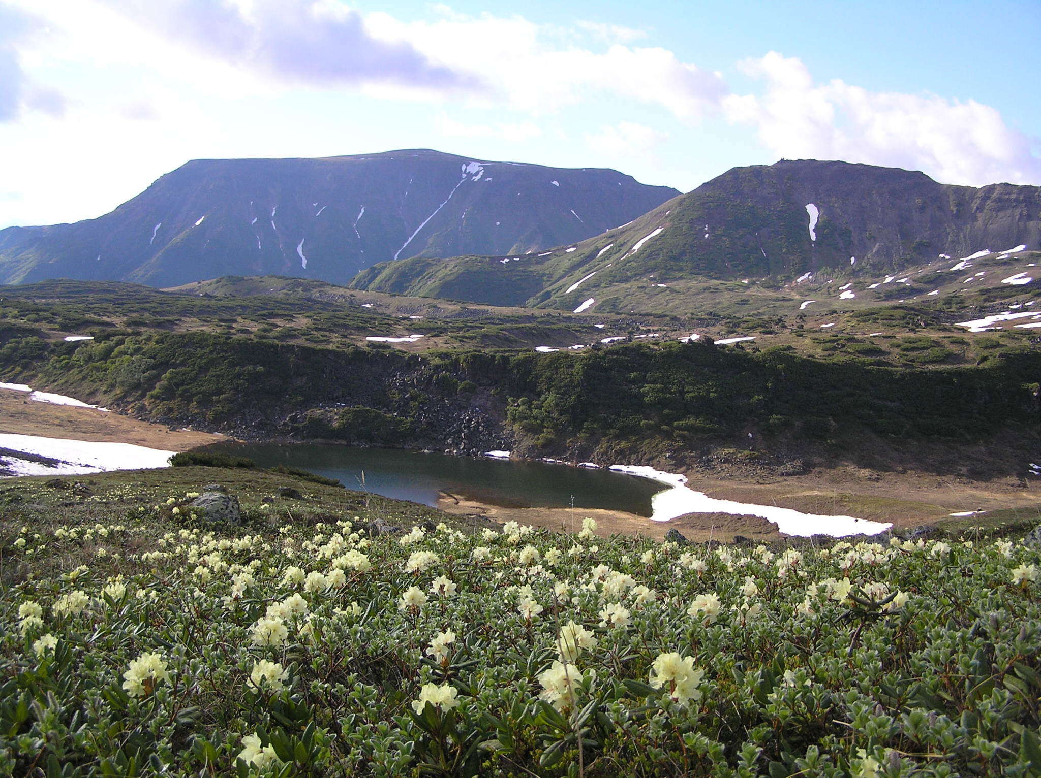 Image of Rhododendron aureum Georgi