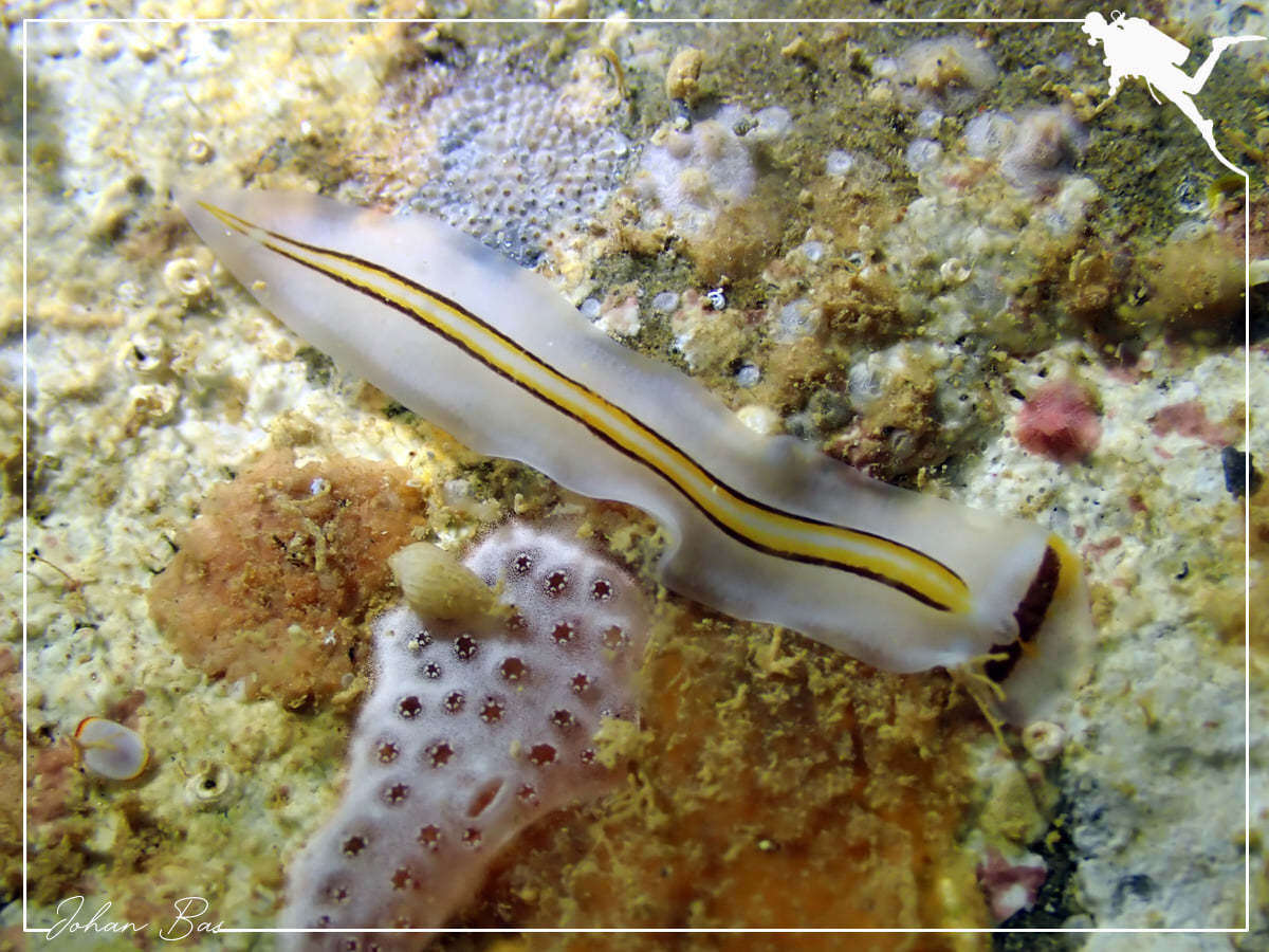 Image of Prosthiostomum trilineatum Yeri & Kaburaki 1920