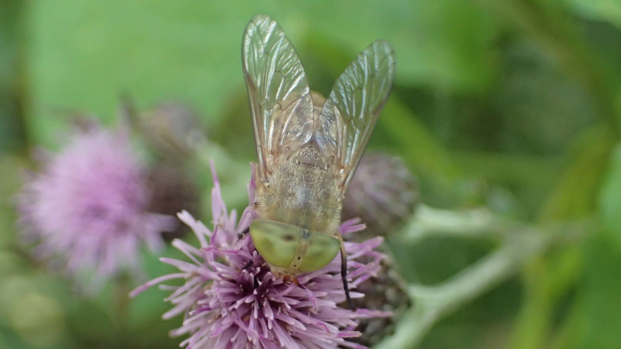 Image de Atylotus rusticus (Linnaeus 1767)