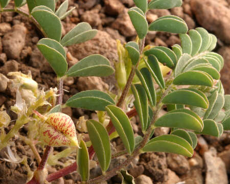 Image of <i>Astragalus <i>lentiginosus</i></i> var. lentiginosus