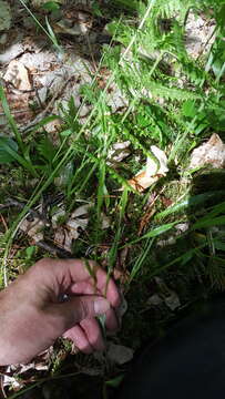 Image of hairy woodrush