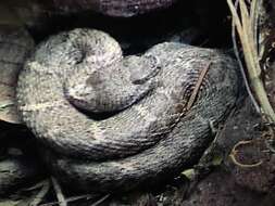 Image of New Mexican ridge-nosed rattlesnake