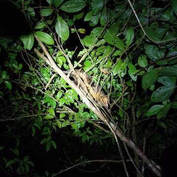 Image of Big-eared Opossum