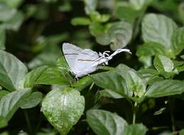 Image de Hypolycaena hatita Hewitson 1865