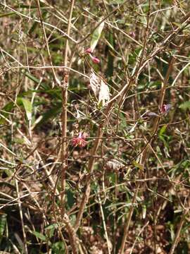 Image of Lonicera gracilipes Miq.