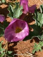 Image de Harpagophytum procumbens subsp. procumbens