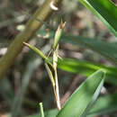 Image of Maranta zingiberina L. Andersson