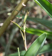 Sivun Maranta zingiberina L. Andersson kuva