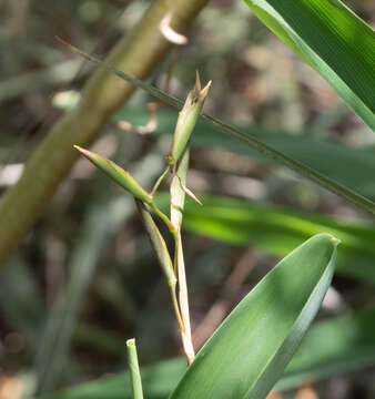 Image of Maranta zingiberina L. Andersson