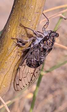 Image of Cicada barbara (Stal 1866)