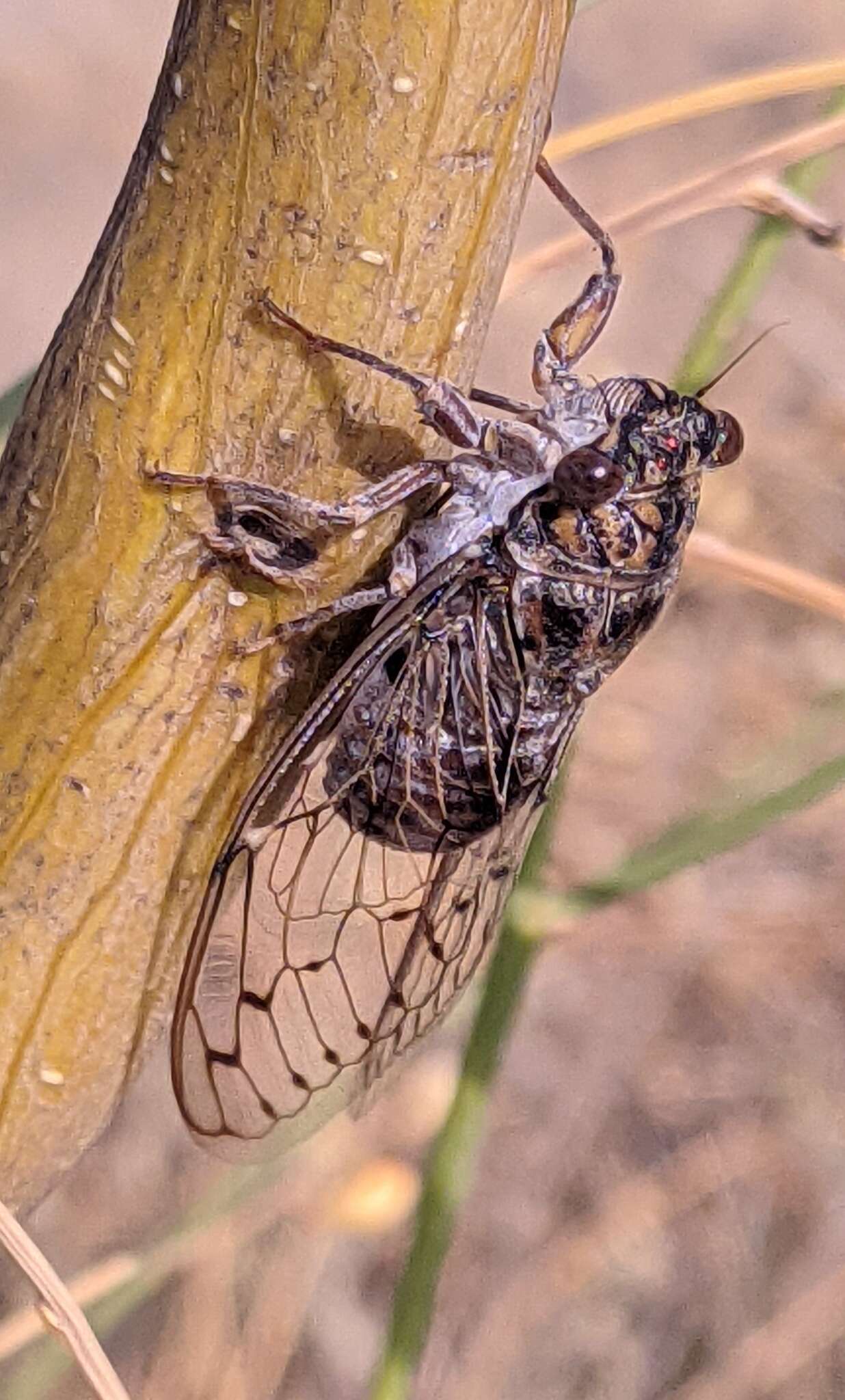 Sivun Cicada barbara (Stal 1866) kuva