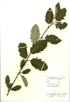 Image of <i>Sorbus minima</i> (Ley) Hedl.