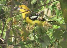 Image of Mexican Yellow Grosbeak