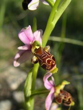 Image of Ophrys scolopax subsp. scolopax