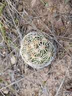 Image of Chihuahuan Foxtail Cactus