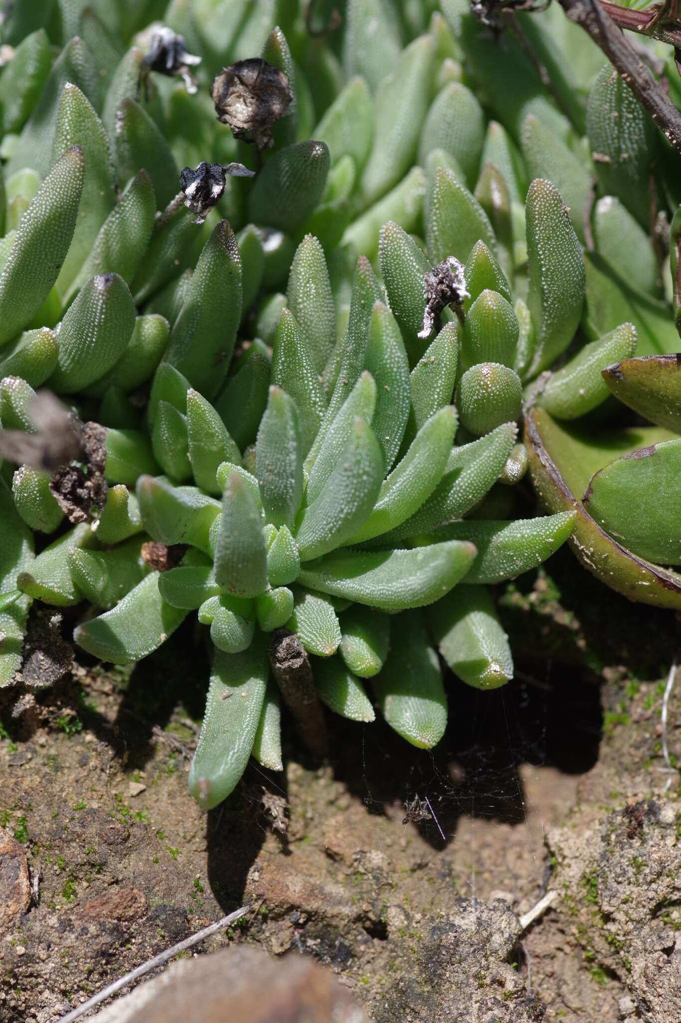 Delosperma dyeri L. Bol. resmi